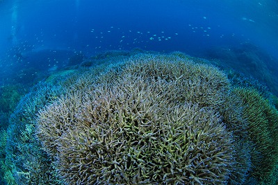 ishigaki_coral.jpg