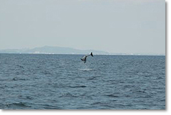 ハナゴンドウクジラ