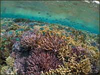 iriomote_image01.jpg