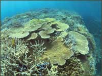 iriomote_image05.jpg